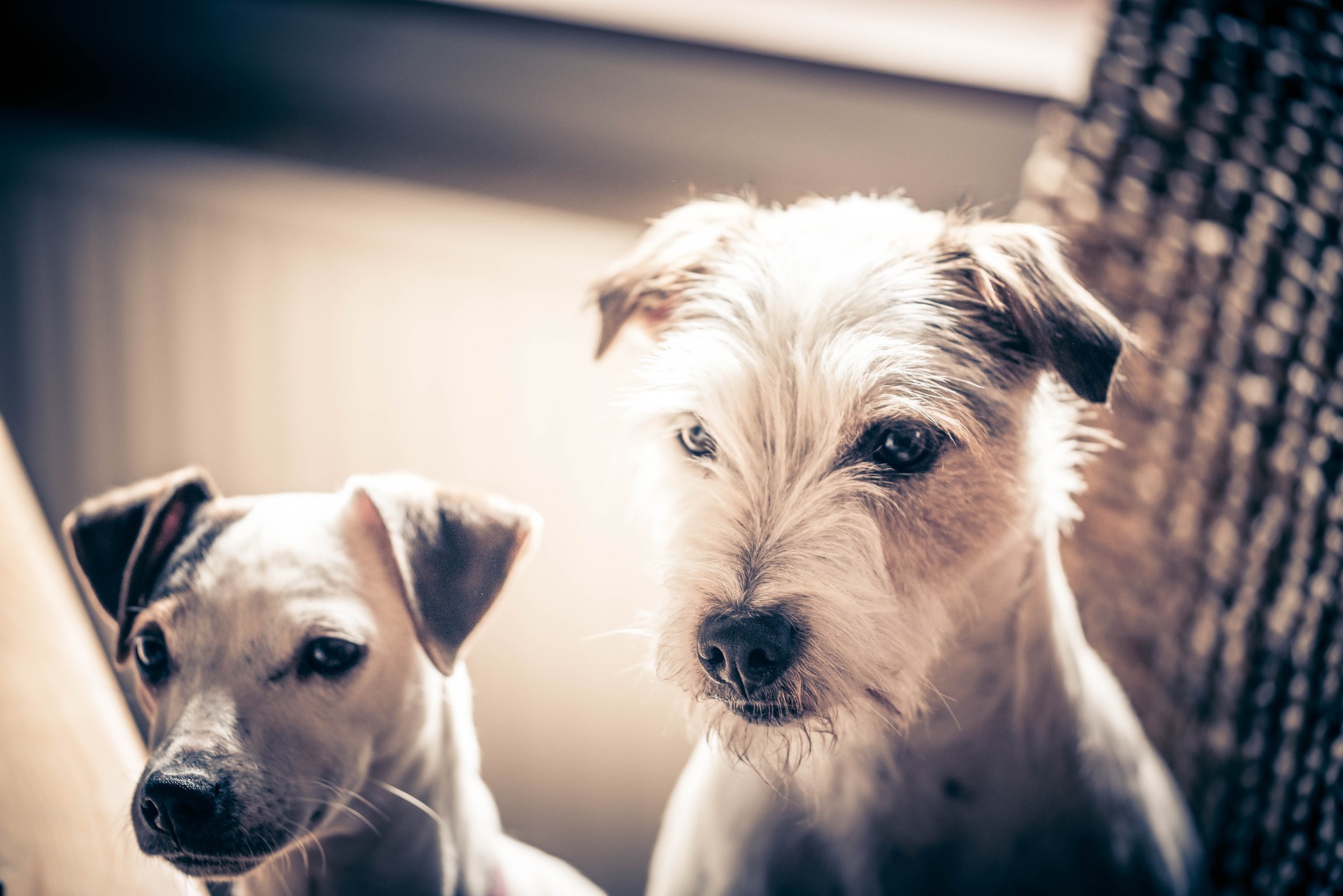 Foster boys